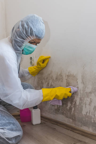 Best Forensic Mold Investigation  in Whitesboro, NY